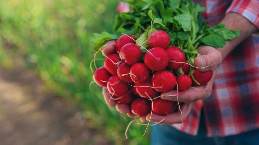 Почему у редиса растут только листья? Избегайте этих ошибок при посеве. А как исправить?