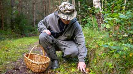 Собираетесь за грибами? В МВД Беларуси предупредили о 5 важных вещах