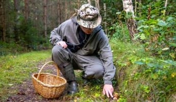 Собираетесь за грибами? В МВД Беларуси предупредили о 5 важных вещах