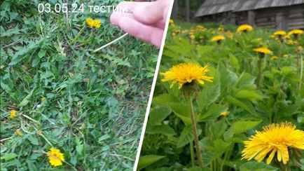 «Хуже борщевика» — Белорус рассказал в TikTok, как избавиться от одуванчиков на участке. Что нужно делать?