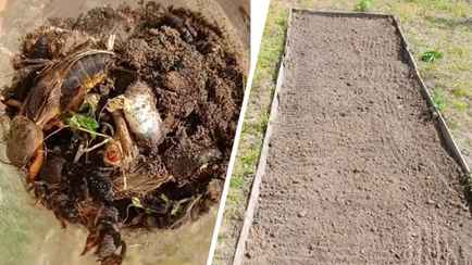 «Крик души» — Белоруска пожаловалась в TikTok на нашествие медведки на участке. Как избавиться?