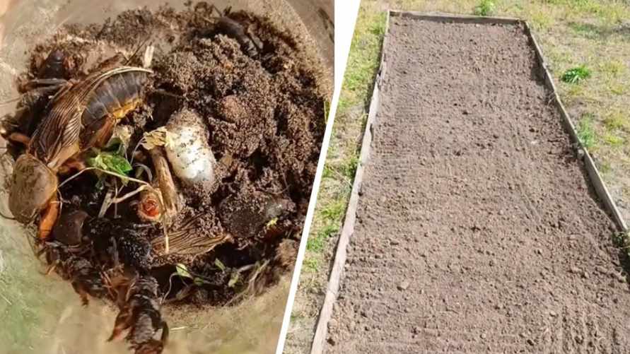 "Крик души" - Белоруска пожаловалась в TikTok на нашествие медведки на участке. Как избавиться?