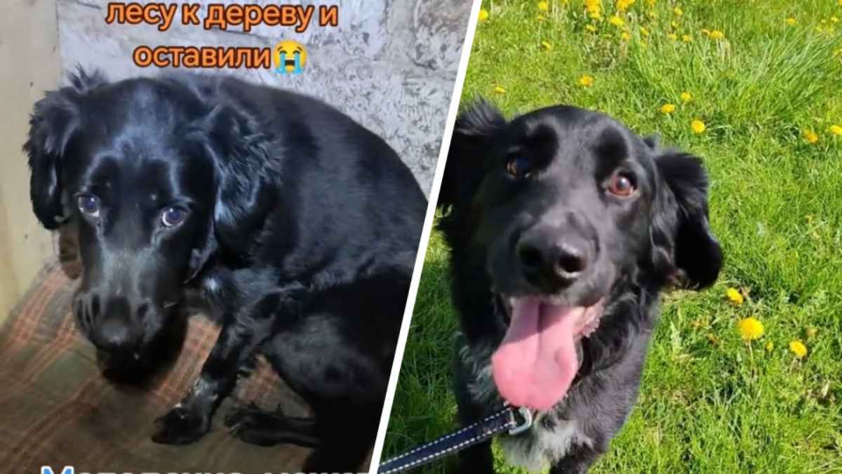 "Какие шикарные перемены!" - Мужчина спас пса, оставленного в лесу под Молодечно умирать, и предложил белорусам дать ему кличку