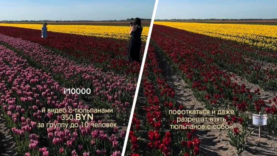 "Чего вы приперлись?" - Белоруска пожаловалась в TikTok на цену за фотосессию на тюльпановых полях в Брестской области. Люди ответили