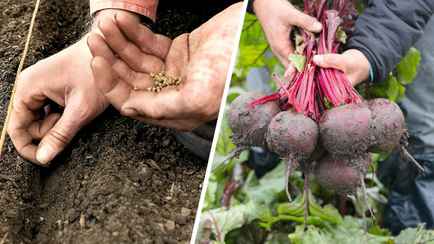 Как посеять свеклу, чтобы она выросла большой и сочной? Сделайте так в самом начале