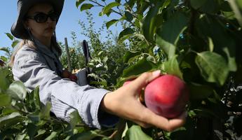 «Стреляют из пушки и отгоняют дожди» — Жители деревни на Брестчине обвинили в засухе местных производителей яблок