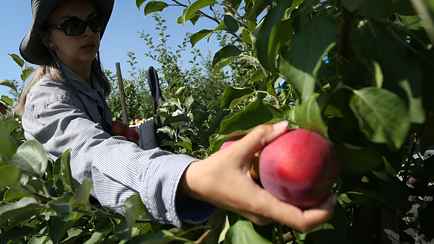 «Стреляют из пушки и отгоняют дожди» — Жители деревни на Брестчине обвинили в засухе местных производителей яблок