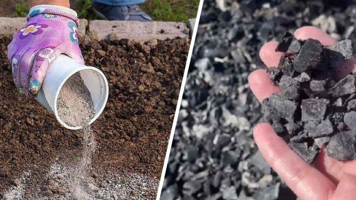 "Вы ее загрязняете" — Садовод посоветовала никогда не перекапывать на грядках золу и угли. А как правильно?