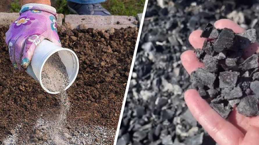 "Вы ее загрязняете" — Садовод посоветовала никогда не перекапывать на грядках золу и угли. А как правильно?