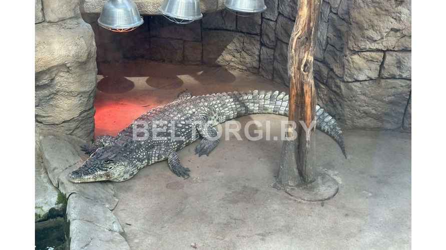 Фото: beltorgi.by