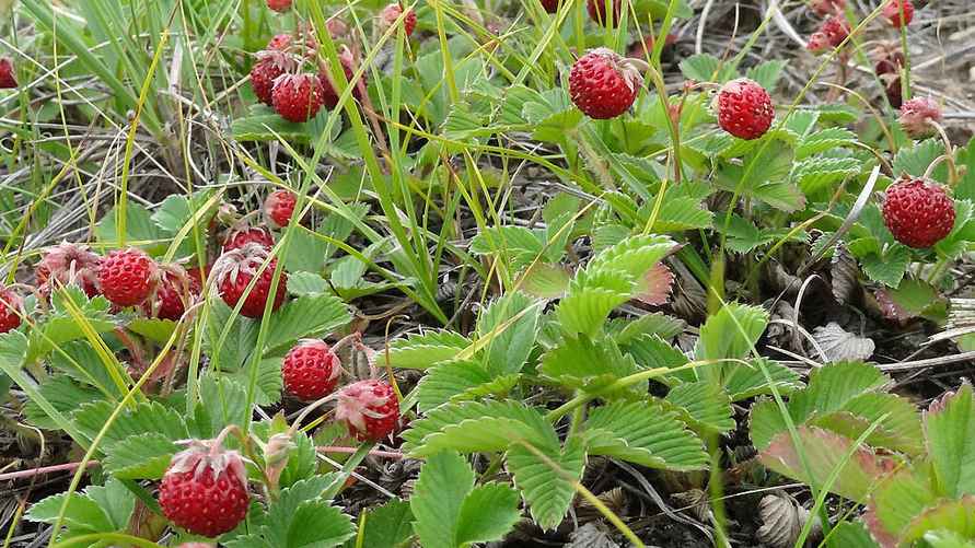 Земляника зеленая/Клубника луговая