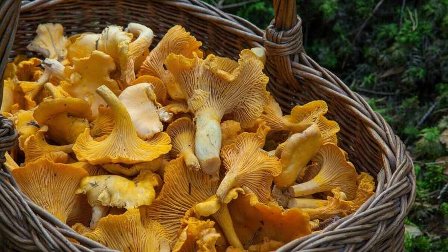 Сколько можно заработать на лисичках? Белорусы озвучили цены в регионах в конце июня