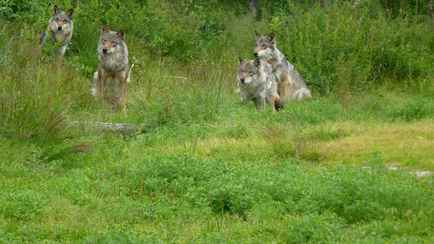 Стая волков забежала во двор жилого дома в Дятловском районе