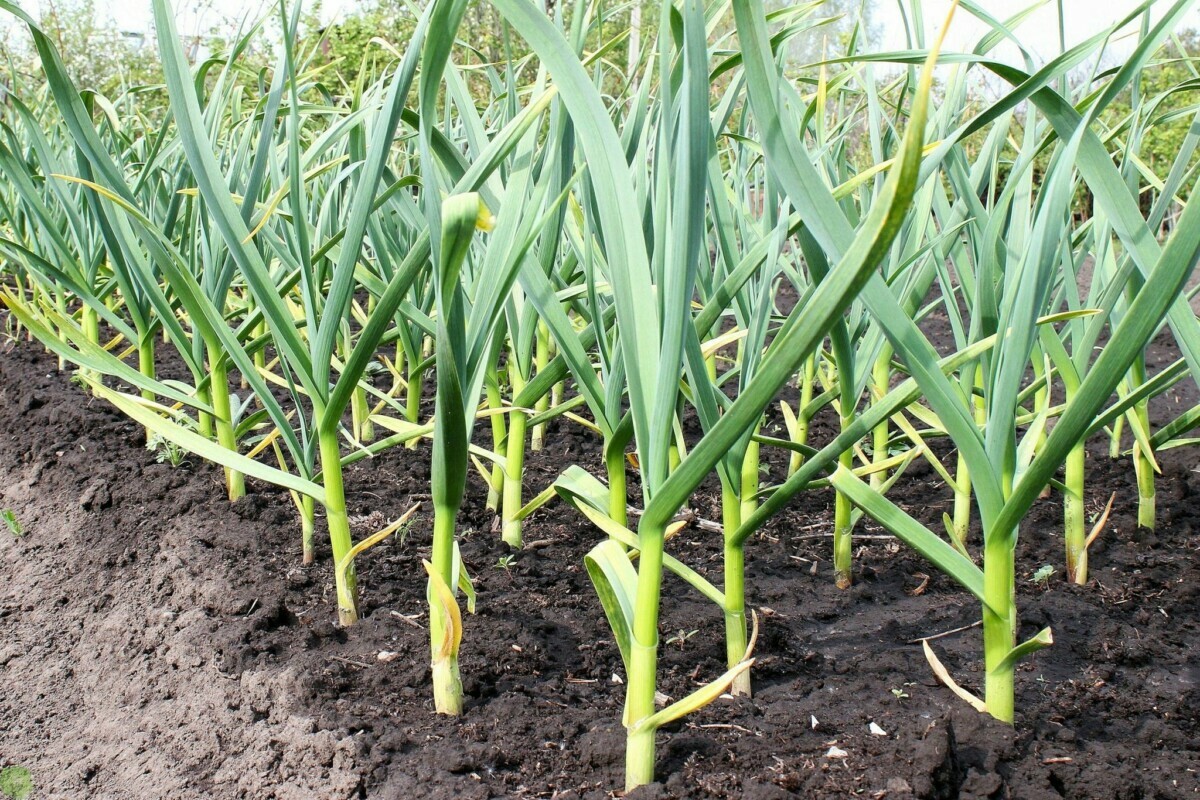Чем подкормить чеснок в июне, чтобы удвоить урожай? Эти 6 натуральных средств помогут ему расти быстрее