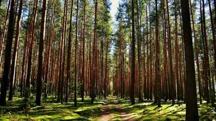 В Беларуси запретили посещение лесов в 4 районах. За что грозит штраф до 1200 рублей?