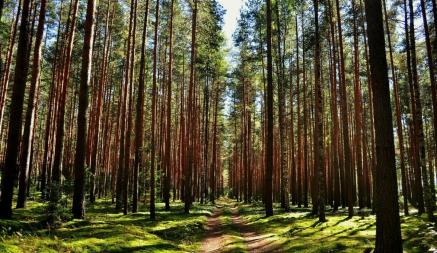 В Беларуси запретили посещение лесов в 4 районах. За что грозит штраф до 1200 рублей?