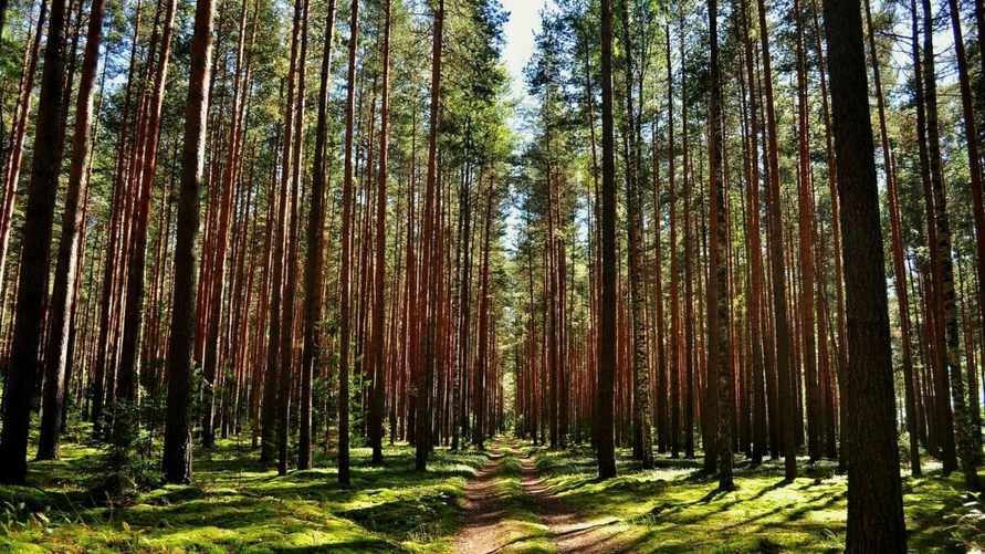 В Беларуси запретили посещение лесов в 4 районах. За что грозит штраф до 1200 рублей?