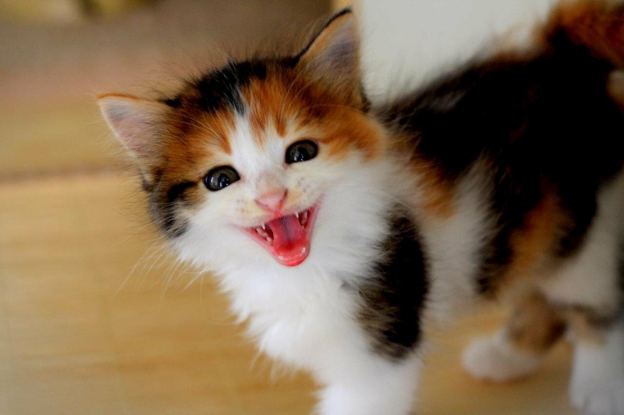Почему трехцветными рождаются в 99,9% случаев только кошки? Весь секрет в двух буквах