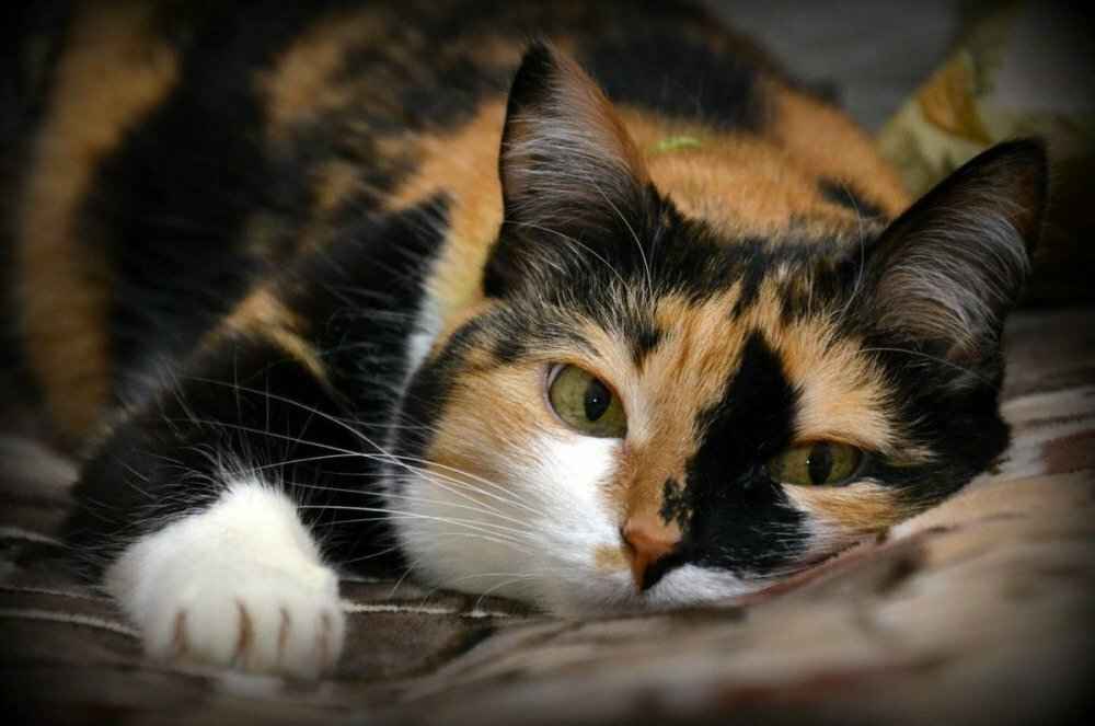 Почему трехцветными рождаются в 99,9% случаев только кошки? Весь секрет в двух буквах