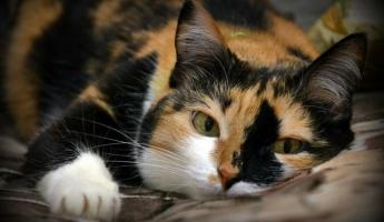 Почему трехцветными рождаются в 99,9% случаев только кошки? Весь секрет в двух буквах