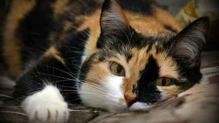 Почему трехцветными рождаются в 99,9% случаев только кошки? Весь секрет в двух буквах