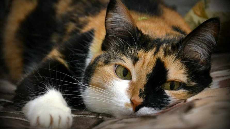 Почему трехцветными рождаются в 99,9% случаев только кошки? Весь секрет в двух буквах