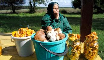 МНС назвало 2 случая, когда белорусам не нужно платить налог за сбор ягод и грибов. А кого обяжут отдать 10% от прибыли?