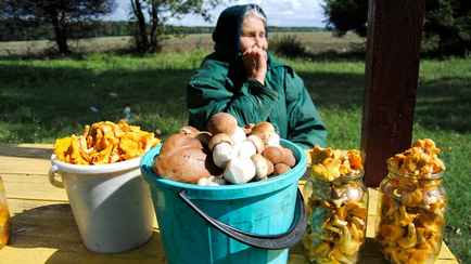 Собрал грибы — заплати налог? МНС напомнило, кто из белорусов от него не освобождён