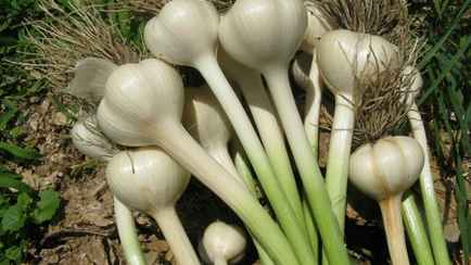 Чем подкормить чеснок в июне, чтобы удвоить урожай? Эти 6 натуральных средств помогут ему расти быстрее