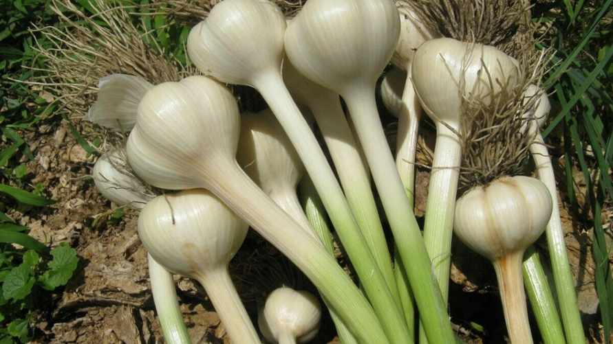 Чем подкормить чеснок в июне, чтобы удвоить урожай? Эти 6 натуральных средств помогут ему расти быстрее