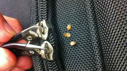 Как не привезти домой из отпуска постельных клопов? Вот почему они могут жить даже в идеально чистых отелях