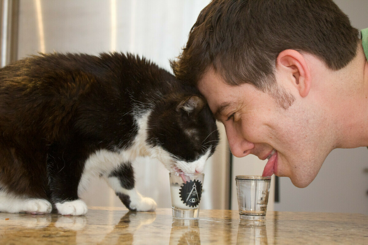 Почти все хозяева допускают эту ошибку. Куда нельзя ставить миску с водой для кошки?