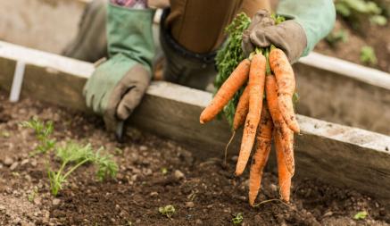 Эти отходы из кухни заставят расти морковь, как сорняк. Как приготовить удобрение?