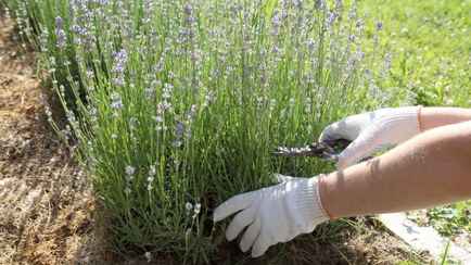 Как размножить многолетники в июне? Этот способ подарит больше саженцев лаванды и не только