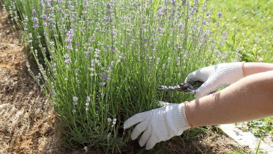 Как размножить многолетники в июне? Этот способ подарит больше саженцев лаванды и не только