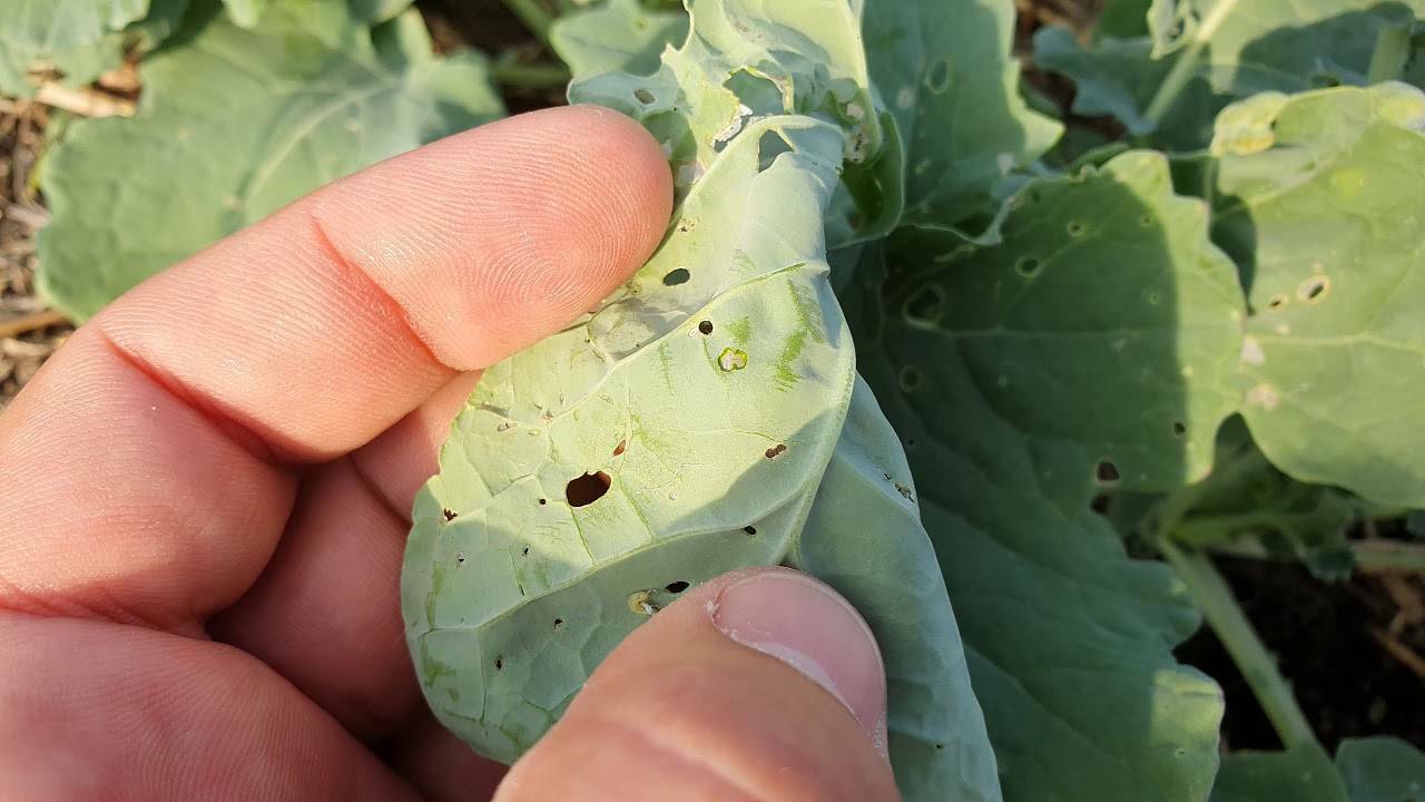 Как защитить капусту от улиток и гусениц? Эти натуральные средства спасут даже брокколи и кольраби