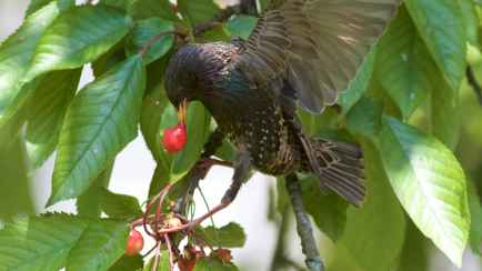 Как отпугнуть скворцов от вишни? Вот каких звуков они действительно боятся