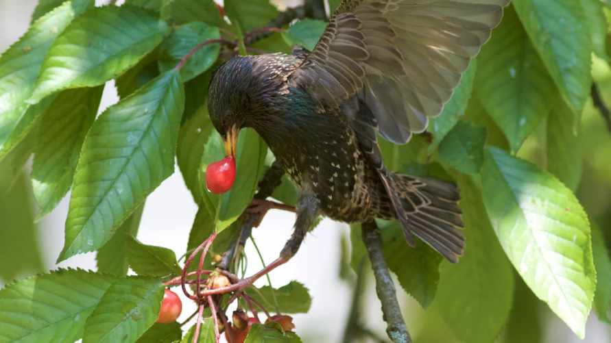 Как отпугнуть скворцов от вишни? Вот каких звуков они действительно боятся