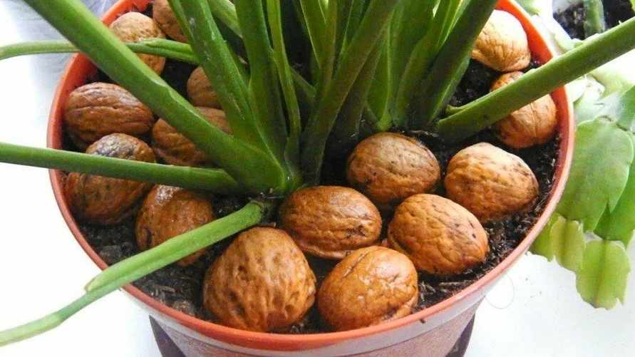 Всё ещё выбрасываете скорлупу от орехов в мусорку? Вот как можно с ее помощью спасти растения