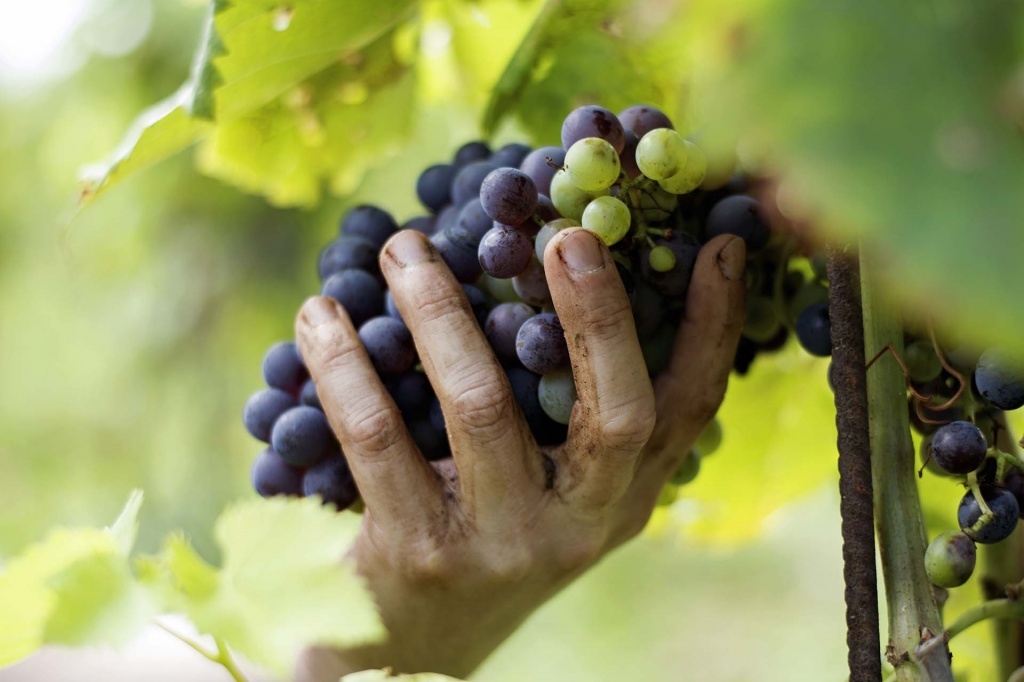 Как вырастить виноград крупнее и слаще? Эта домашняя подкормка сделает грозди достойными прилавков магазина