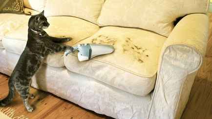 Как убрать шерсть после кошек и собак? Эти 2 способа заставят забыть про пылесос и ролики для одежды