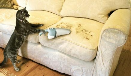 Как убрать шерсть после кошек и собак? Эти 2 способа заставят забыть про пылесос и ролики для одежды