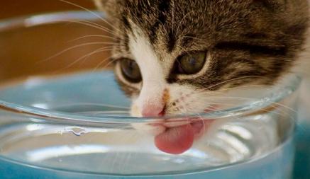 Почти все хозяева допускают эту ошибку. Куда нельзя ставить миску с водой для кошки?