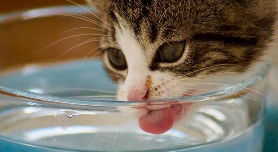 Где должна стоять кошачья миска для воды? Идеальное