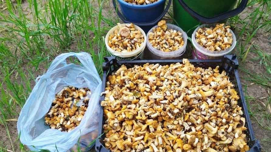 Фото: Грибы: Грибные войска в Беларуси