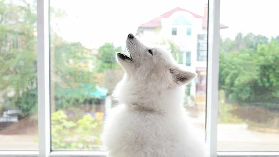 Почему собака воет днем, ночью и оставшись одна дома? Дело не только в скуке