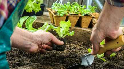 Что посадить белорусам на огороде в июне? Эти 8 овощей необходимы каждому