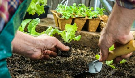 Что посадить белорусам на огороде в июне? Эти 8 овощей необходимы каждому