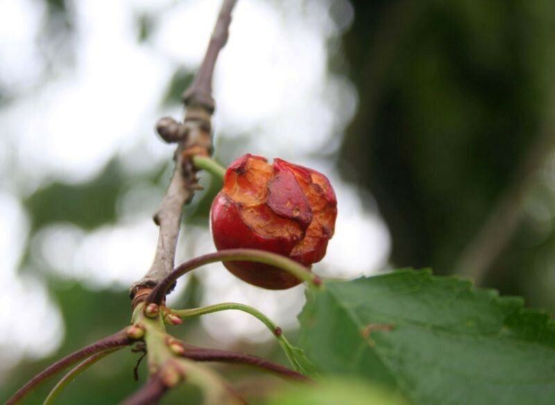 Почему вишни и черешни на дереве лопаются? Эти 2 метода сохранят ягоды целыми