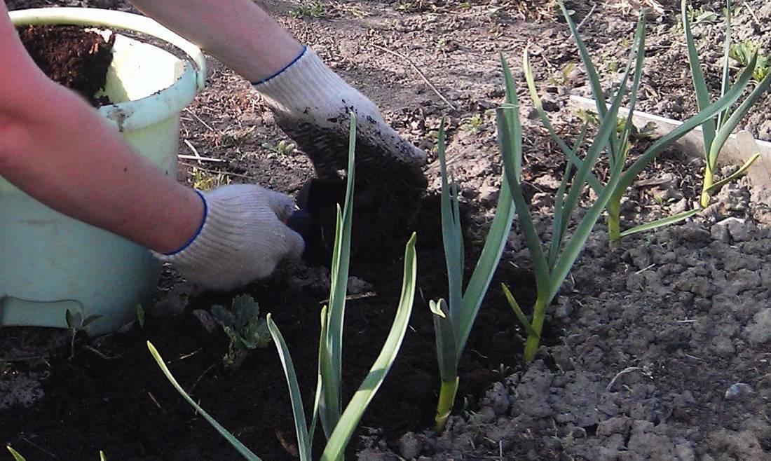Чем подкормить чеснок в июне, чтобы удвоить урожай? Эти 6 натуральных средств помогут ему расти быстрее